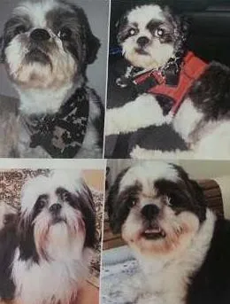 Cachorro ra a Shitzu idade 4 anos nome TOY GRATIFICA