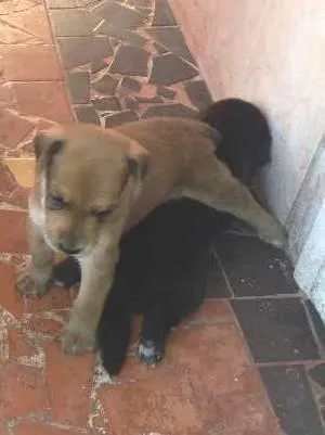 Cachorro raça vira lata idade Abaixo de 2 meses nome caramelo e preto