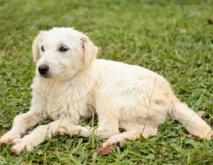 Cachorro raça SRD idade 7 a 11 meses nome Beth e Vilma