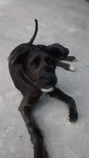 Cachorro ra a SRD idade 2 a 6 meses nome Volinho