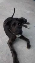 Volinho