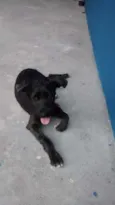 Volinho