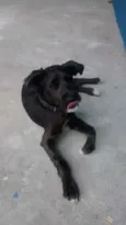Volinho