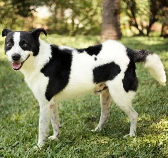 Cachorro ra a SRD idade 2 anos nome Snoopy