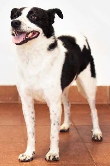 Cachorro ra a SRD idade 2 anos nome Snoopy