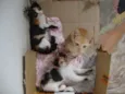Filhotinhos 