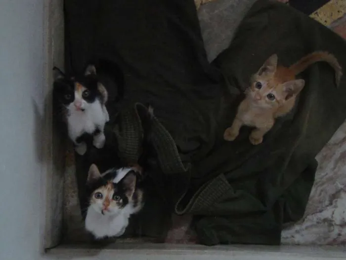 Gato raça SRD idade 2 a 6 meses nome Filhotinhos 