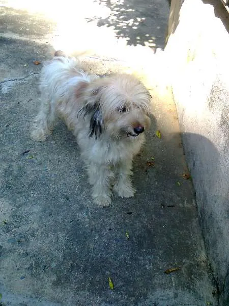 Cachorro ra a Lhasa Apso idade 2 anos nome `Pimpo