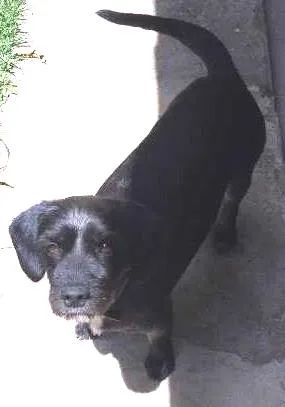 Cachorro ra a SRD idade 2 anos nome Fuinha
