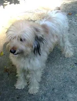 Cachorro ra a Lhasa Apso idade 2 anos nome `Pimpo