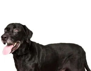 Cachorro raça labrador idade 3 anos nome Grandão