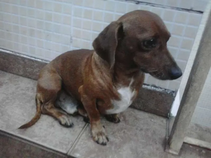 Cachorro raça Basset-Cofap idade 4 anos nome BIDU