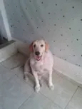 Chico