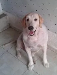 Cachorro raça Golden Retiver idade 4 anos nome Chico