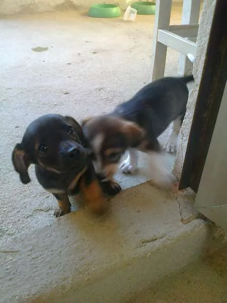 Cachorro raça sem raça definida idade 2 a 6 meses nome sem nome