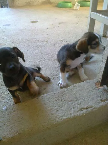 Cachorro raça sem raça definida idade 2 a 6 meses nome sem nome