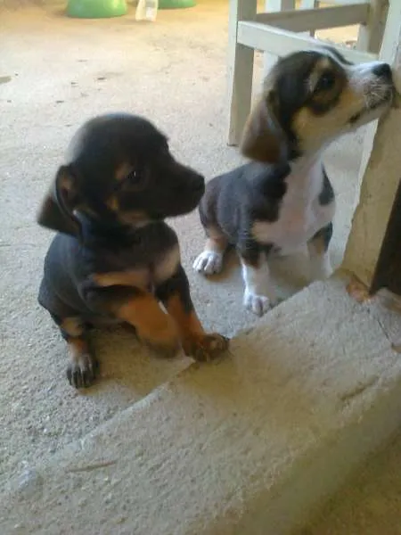 Cachorro raça sem raça definida idade 2 a 6 meses nome sem nome
