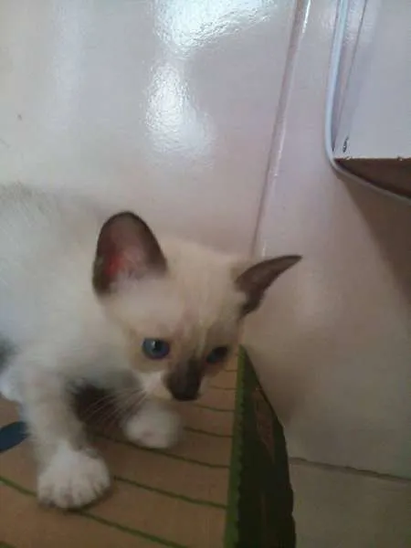 Gato ra a SRD idade 2 a 6 meses nome Sem nome (nozes)