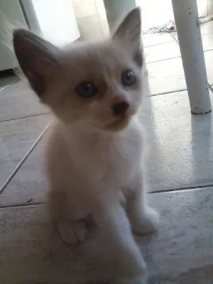 Gato raça SRD idade 2 a 6 meses nome Sem nome (avelã)