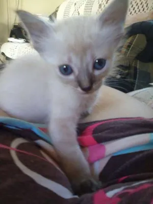 Gato raça SRD idade 2 a 6 meses nome Sem nome (pistache)