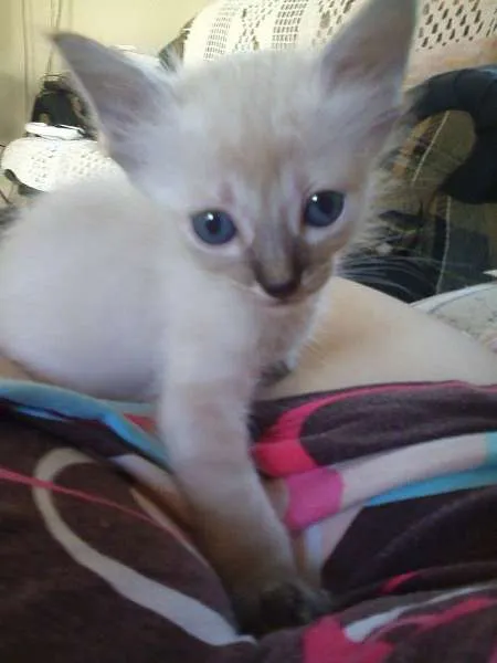 Gato ra a SRD idade 2 a 6 meses nome Sem nome (pistache)