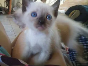 Gato raça SRD idade 2 a 6 meses nome Sem nome (amendoim)