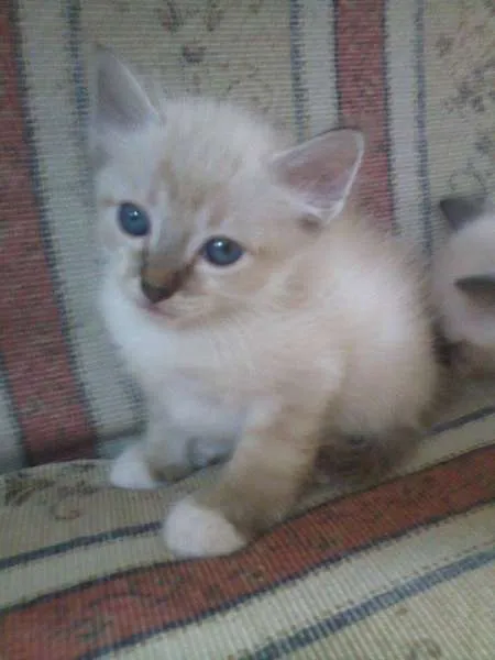 Gato ra a SRD idade 2 a 6 meses nome Sem nome (castanha)