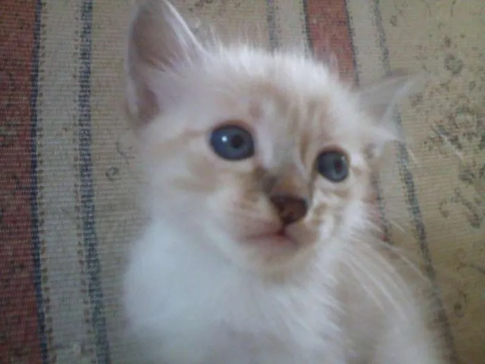 Gato ra a SRD idade 2 a 6 meses nome Sem nome (castanha)