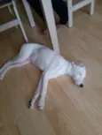 marley