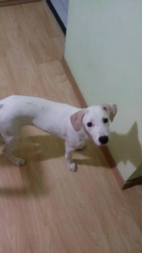 Cachorro raça mestiço labrador idade 2 a 6 meses nome marley
