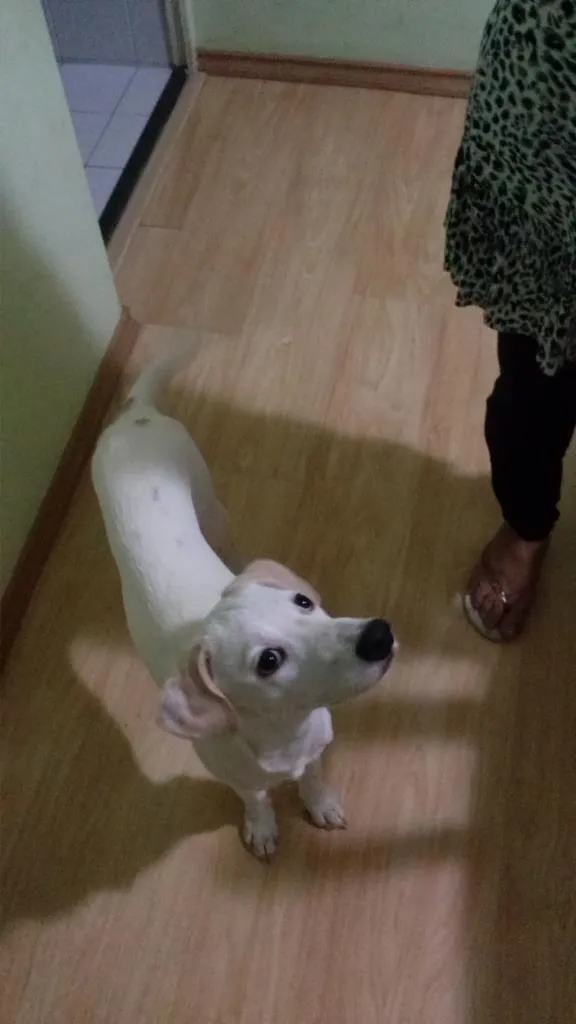 Cachorro raça mestiço labrador idade 2 a 6 meses nome marley
