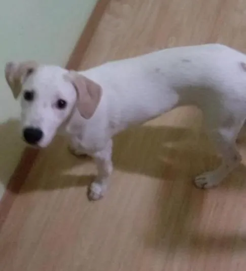 Cachorro raça mestiço labrador idade 2 a 6 meses nome marley