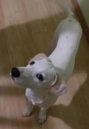 Cachorro raça mestiço labrador idade 2 a 6 meses nome marley