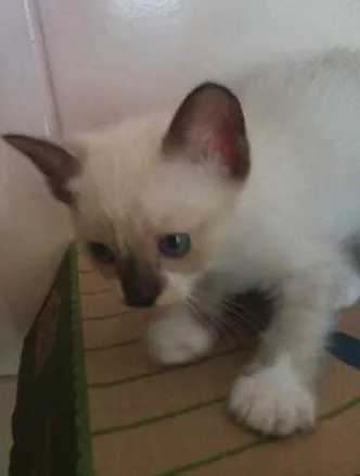 Gato ra a SRD idade 2 a 6 meses nome Sem nome (nozes)