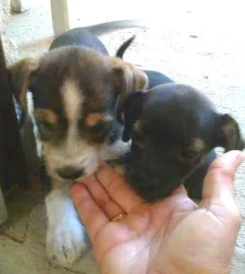 Cachorro raça sem raça definida idade 2 a 6 meses nome sem nome