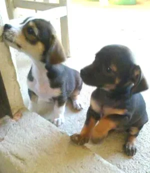 Cachorro raça sem raça definida idade 2 a 6 meses nome sem nome
