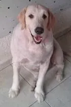 Cachorro raça Golden Retiver idade 4 anos nome Chico