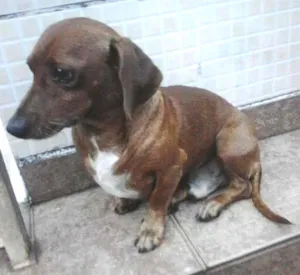 Cachorro raça Basset-Cofap idade 4 anos nome BIDU