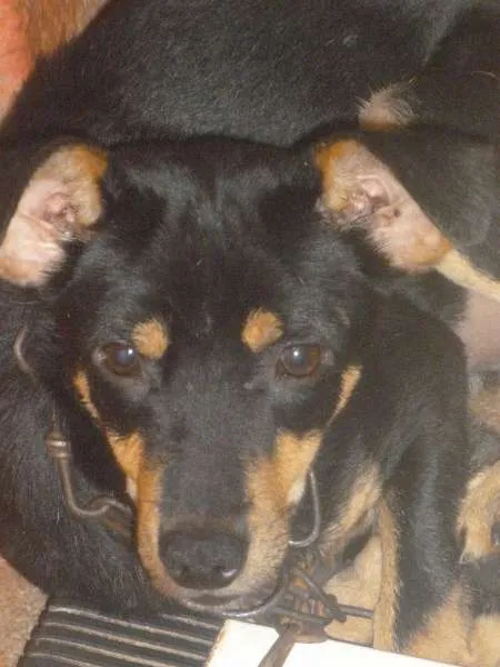 Cachorro ra a vira latas idade 7 a 11 meses nome pitoco