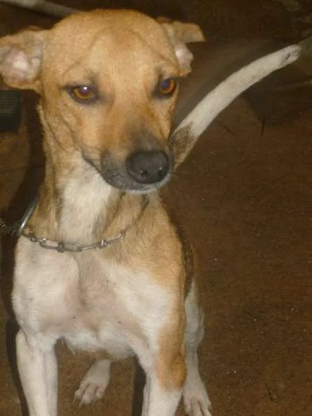 Cachorro ra a vira latas idade 1 ano nome Nina