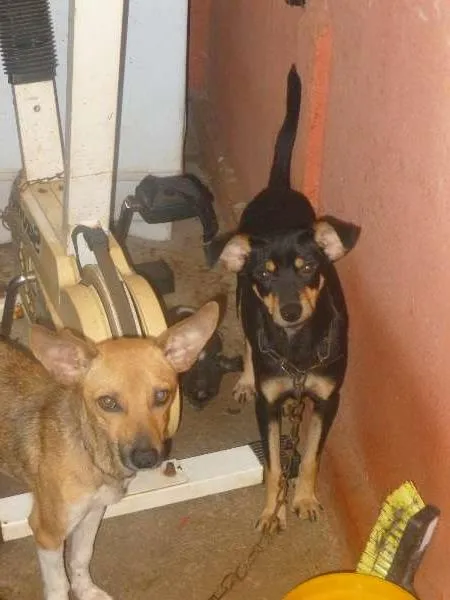 Cachorro ra a vira latas idade 1 ano nome Nina