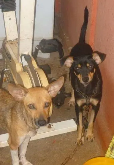 Cachorro ra a vira latas idade 1 ano nome Nina