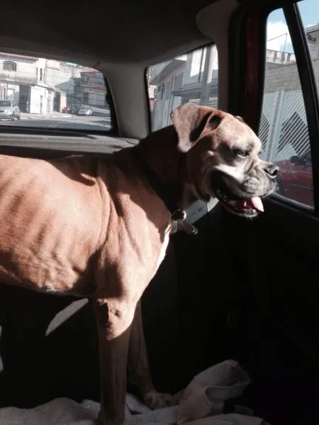 Cachorro ra a Boxer idade 6 ou mais anos nome Chica