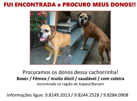 Cachorro ra a Boxer idade 6 ou mais anos nome Chica