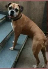 Cachorro ra a Boxer idade 6 ou mais anos nome Chica