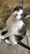 pituxo