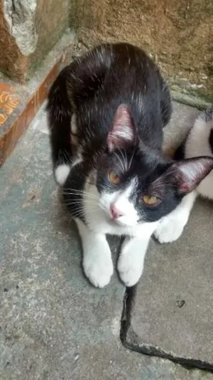 Gato raça  idade 2 a 6 meses nome Tonzinho