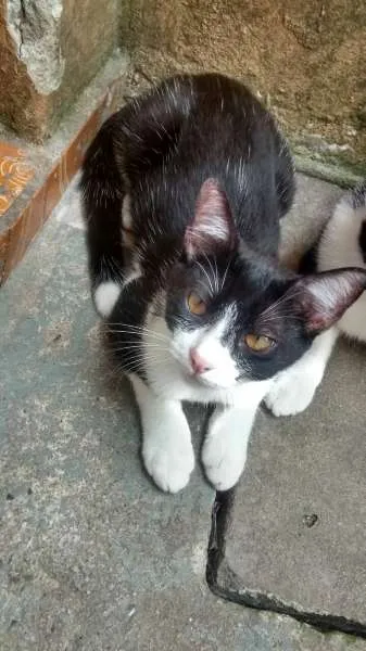 Gato ra a  idade 2 a 6 meses nome Tonzinho