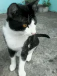 pituxinho