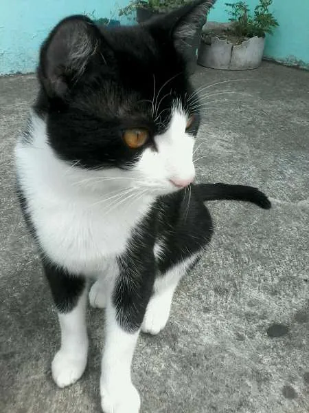 Gato ra a  idade 1 ano nome pituxinho